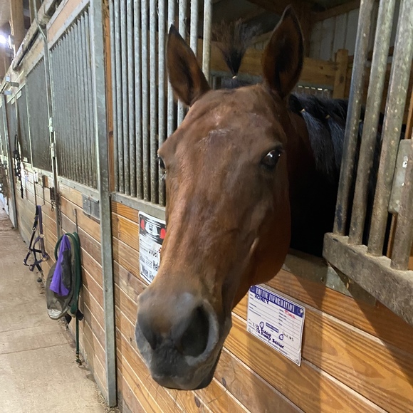 Meet your Posher, Rylee - Picture 1 of 1